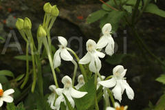 Habenaria longicorniculata